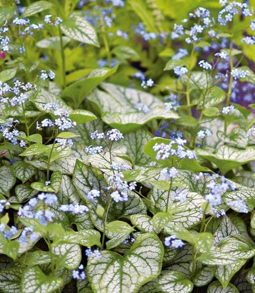 Brunnera macrophylla 'Jack Frost'